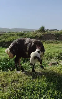 شیشک پلنگی دوشیره