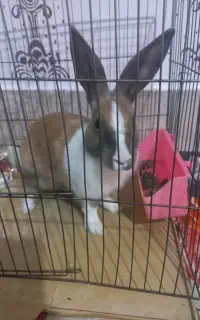 خرگوش