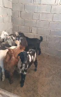 ده کهره نر چاق