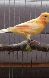 قناری نر رد فکتور  معاوضه با نر بخون