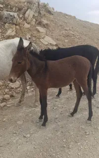 طوله قاطر