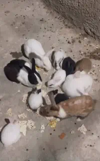 خرگوش وبچه خرگوش