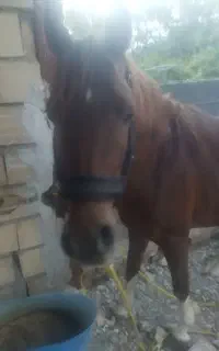 نریون عرب مخصوص کشش