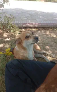 پیدا شده