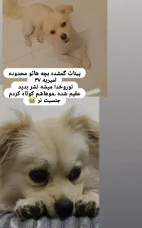 گمشده