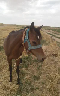 اسب ماده