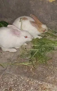 دوعددخرگوش