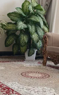 گل طبیعی دیفن باخیا