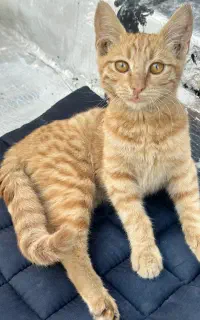 واگذاری رایگان گربه