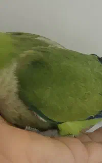 جوجه راهب نرم خور ودون خور سالم و دستی