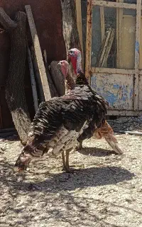 دو عدد بوقلمون نر وماده