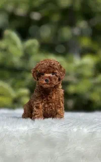 شهر پودل عروسکی