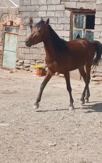اسب کورد