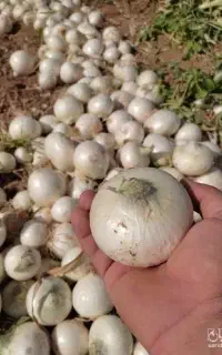کار کشاورزی