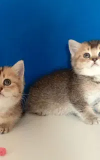 گربه بریتیش گلد