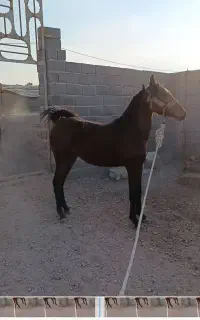 کره اسب