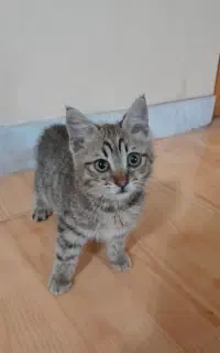واگذاری رایگان بچه گربه خوشگل و ناز