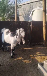 کهره چبش