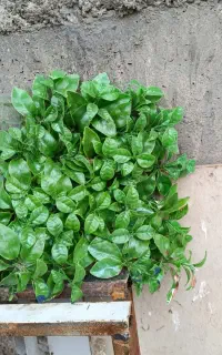 گل مصنوعی گرین وال