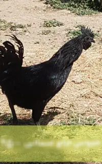 ست ۴ عددی ایام سمانی اندونزی اصل