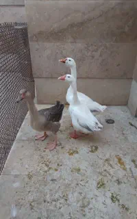 قوغاز جوان وسرحال