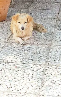 سگ ماده