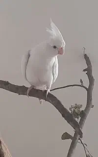 عروس هلندی سفید گم شده