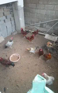 خروس جوان ودلربا