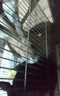 خرگوش