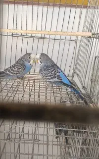 پرنده