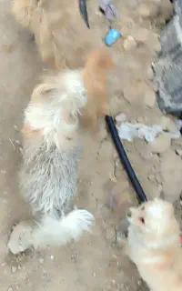 دو سگ  خانگی