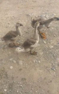 قوغاز بوقلمون