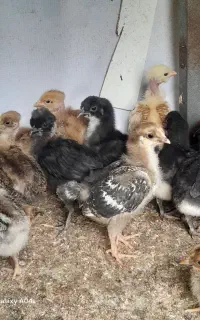 جوجه مرغ وخروس رسمی