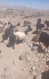 بز مولد