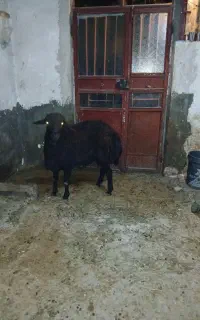 یک راس قوچ قره قزل مناسب برای دامازلیغ