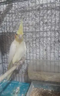 عروس هلندی ماده