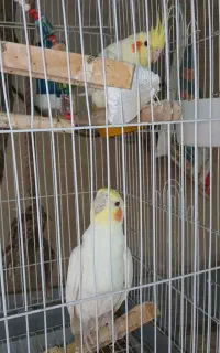 یه جفت عروس هلندی مولد