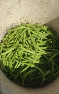 لوبیا سبز ترد وتازه