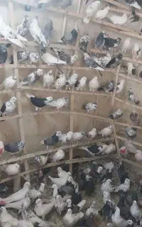 کبوتر پرش خاص