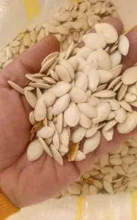 کدوتخمی درجه یک