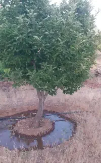 کودشیمیایی ممنوع