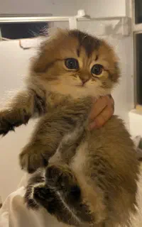 گربه ملوس اسکاتیش