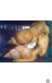 حلزون آچاتینا