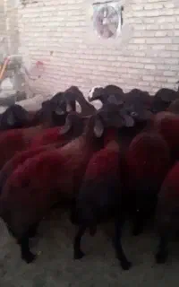 بره ماده شیشک سرخ افشار
