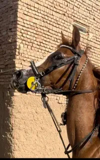 اسب مادیون