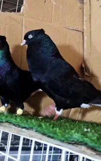 جفت زاغ دمسفید چشم و نوک سفید درجه یک