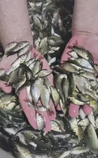 پخش انواع بچه ماهی