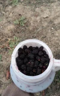 فروش تمشک جنگلی و آلوچه جنگلی