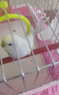 یک جفت مرق عشق
