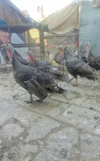 بوغلمون ماده